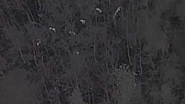 河南一县城周边发现近2000头野猪